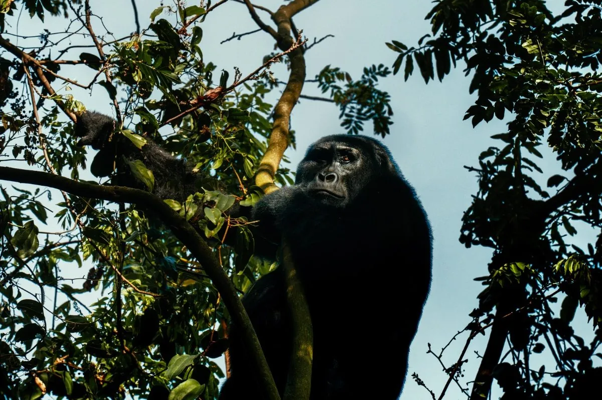 Bwindi Nationalpark