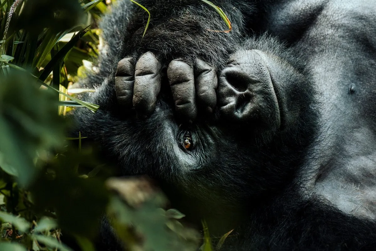 Nahaufnahme Gorilla-Hand und Gesicht — Berggorilla (Gorilla beringei beringei) im Bwindi Impenetrable Forest Uganda