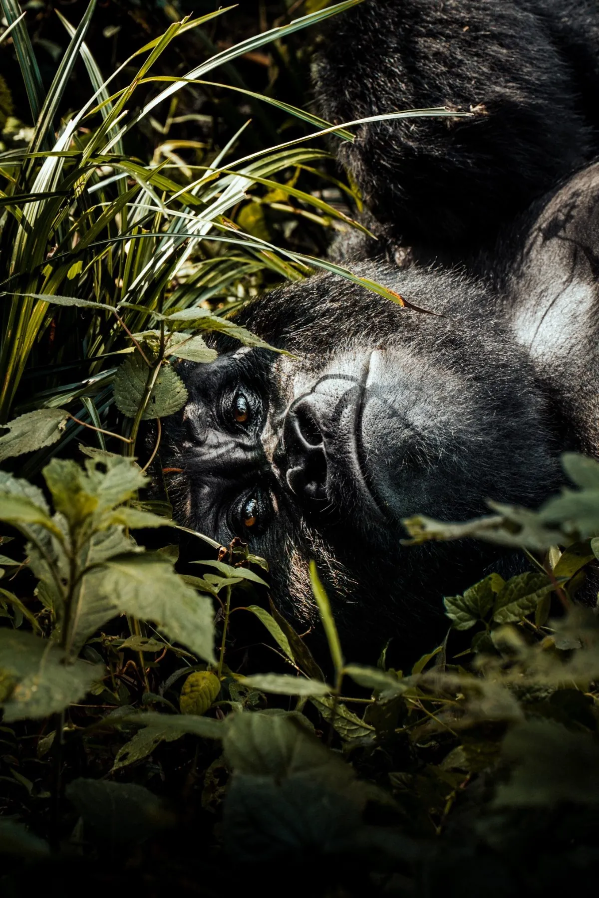 Silverback Berggorilla — Blickkontakt im Bwindi Nationalpark Uganda, Gorilla beringei beringei