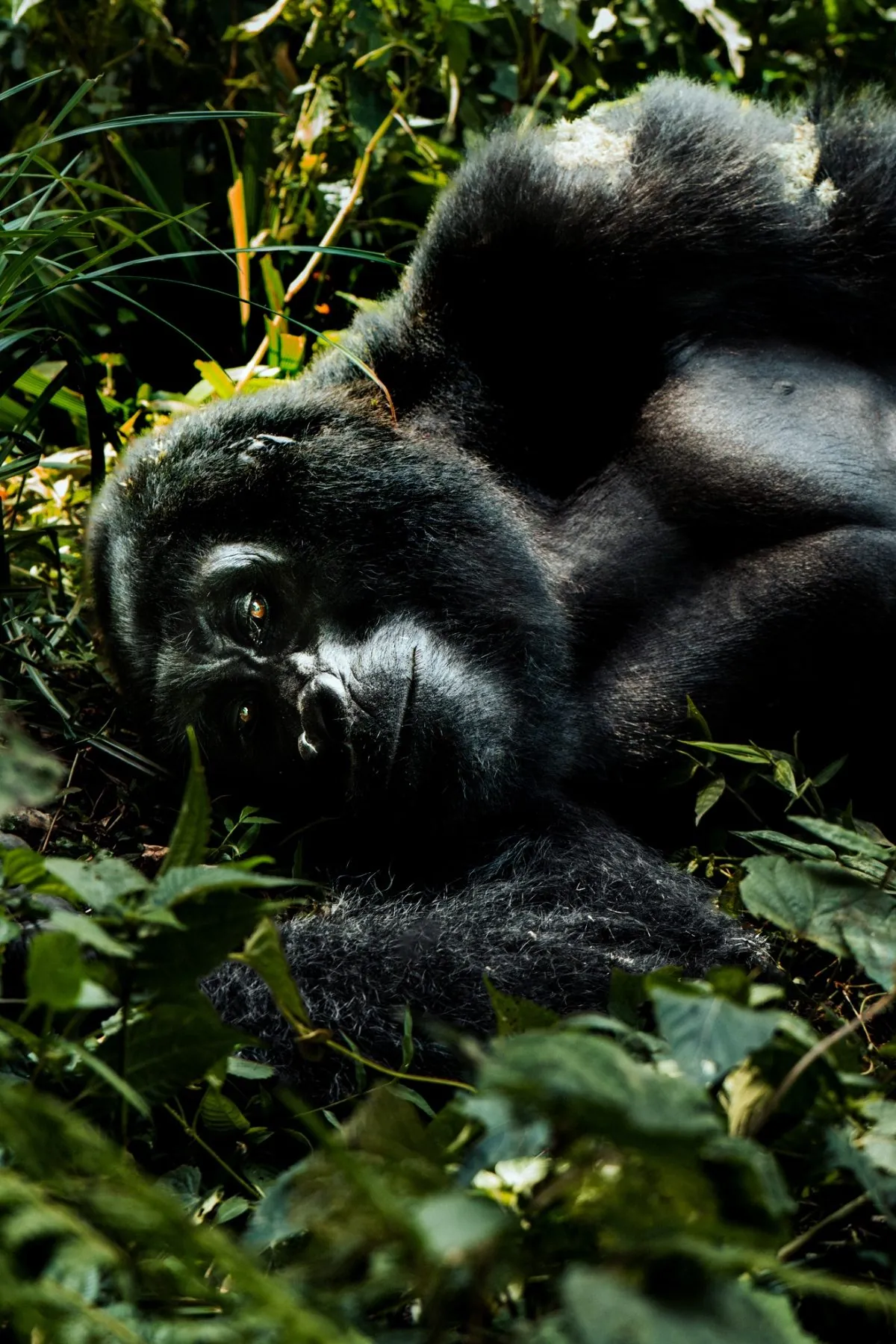 Gorilla Trekking