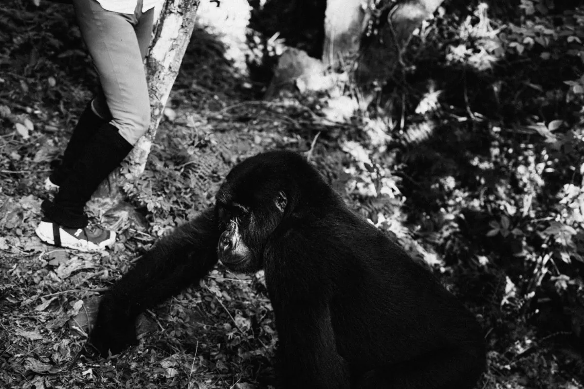 Junger Berggorilla im Bwindi Impenetrable Forest — Gorilla beringei beringei Uganda